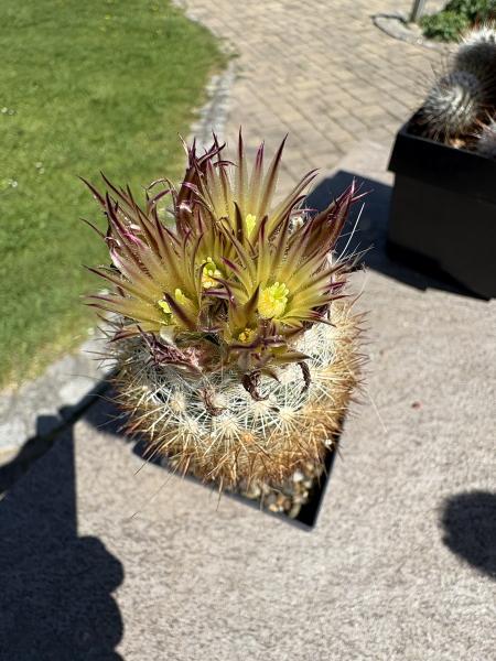Escobaris roseana